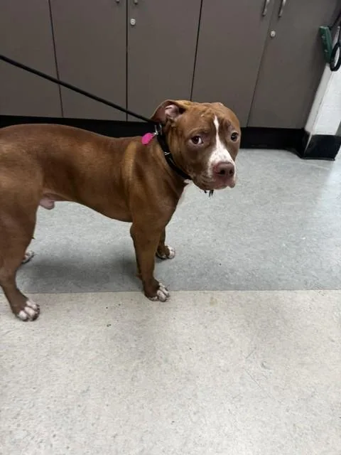 An adult medium-sized male Pit Bull Terrier dog named Tater Tot for adoption in Van Nuys, CA
