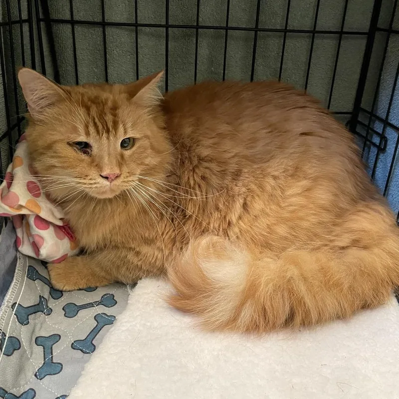 A senior large-sized male Orange / Red Domestic Medium Hair cat named George for adoption in Pasadena, CA