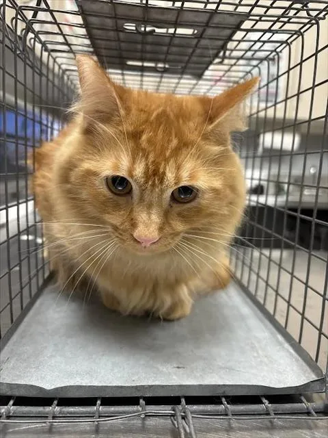 An adult large-sized male Domestic Long Hair cat named Orange Zest for adoption in Las Vegas, NV