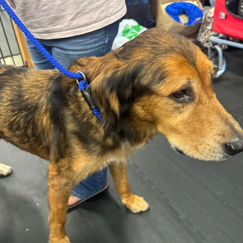An adult large-sized male German Shepherd Dog dog named Mo for adoption in North Bend, OR