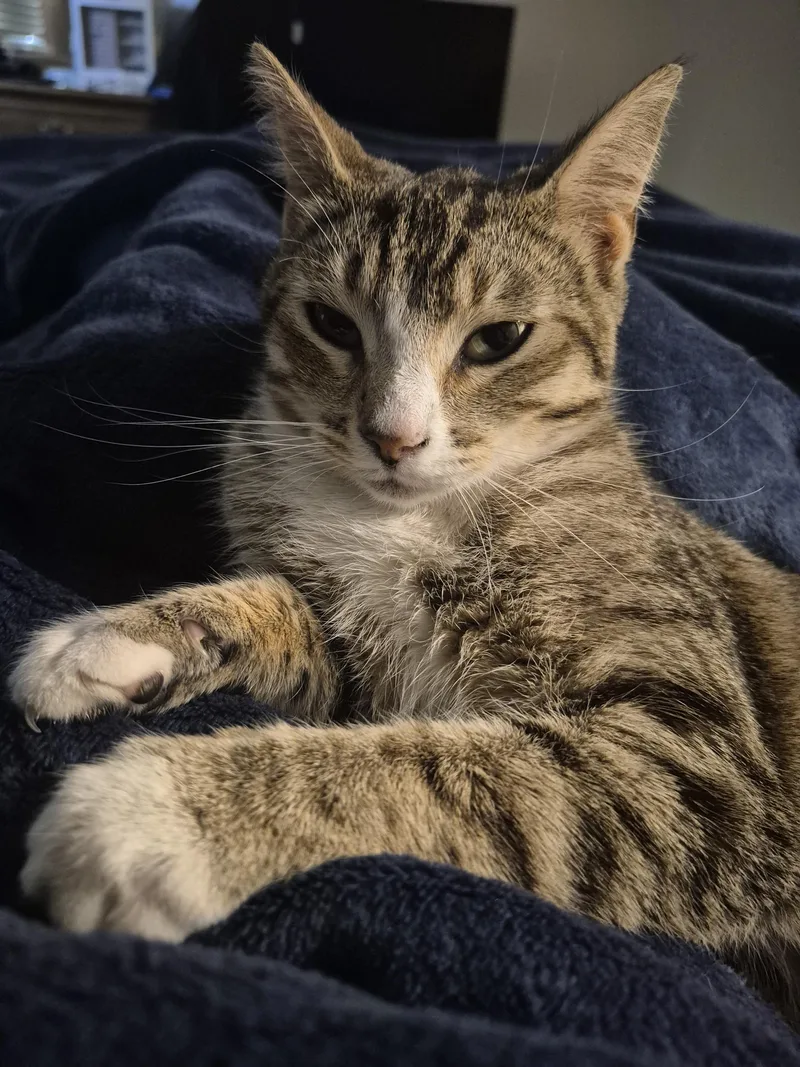 A young medium-sized female Tabby (Tiger Striped) American Shorthair cat named Emerald for adoption in Elgin, SC
