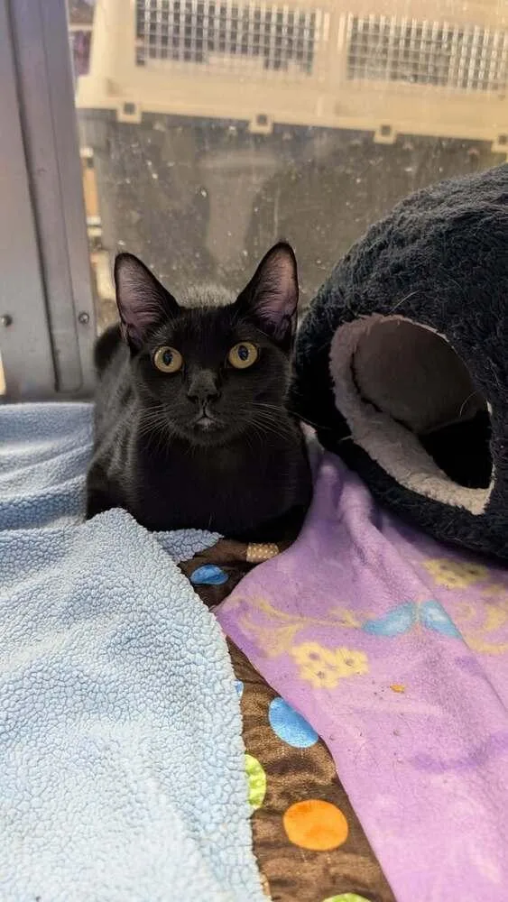 A young medium-sized male Black Domestic Short Hair cat named Loki for adoption in Austin, TX