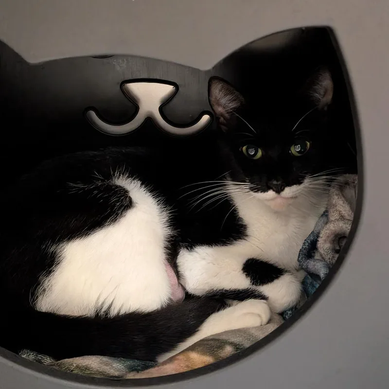 An adult medium-sized female Black Domestic Short Hair cat named Millie for adoption in Titusville, FL