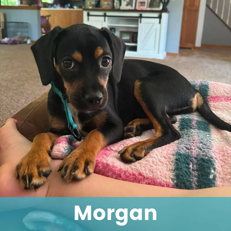 A baby medium-sized female Mixed Breed dog named Morgan for adoption in Rochester , NY