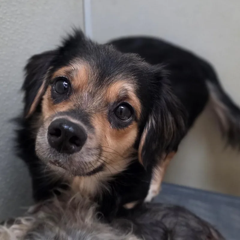 An adult small-sized female Black Spaniel dog named Tina  Chino Hills for adoption in Chino Hills, CA