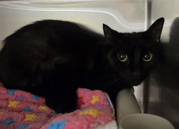 An adult small-sized female Domestic Short Hair cat named Rose for adoption in Vancouver, WA