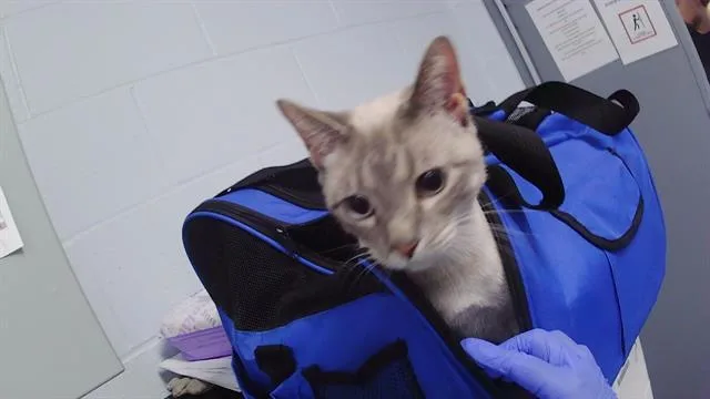An adult large-sized female American Shorthair cat named Macy for adoption in Charlotte, NC