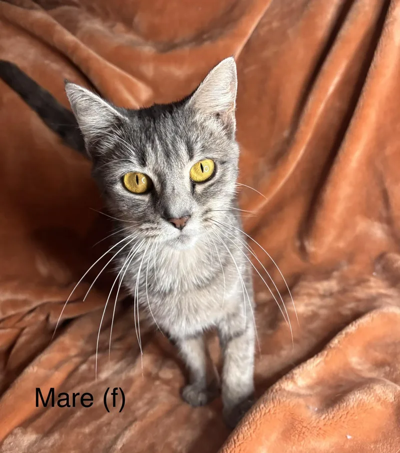 An adult medium-sized female Domestic Short Hair cat named Mare for adoption in Woodlawn, TN