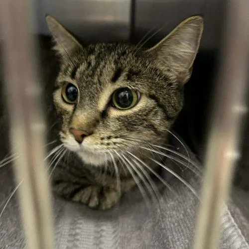 A young medium-sized female Tabby (Brown / Chocolate) Domestic Short Hair cat named Ruby for adoption in Burlington, IA