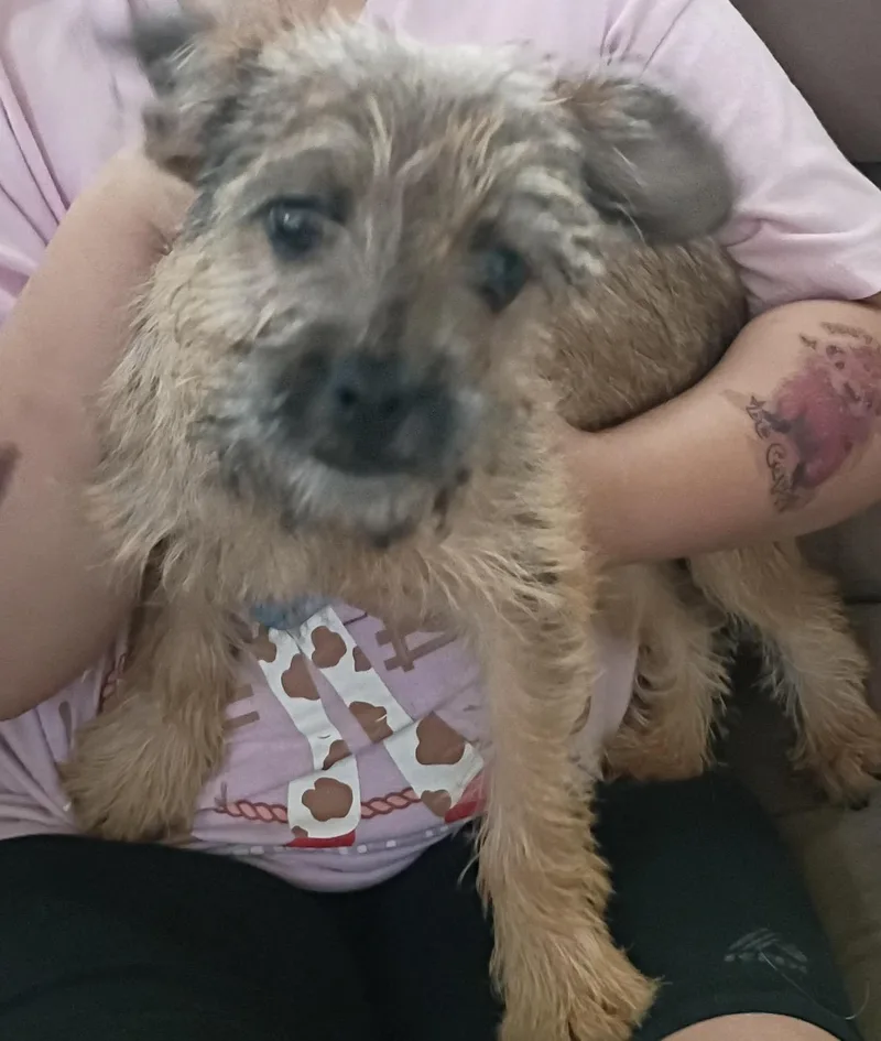 A young small-sized female Mixed Breed dog named Gypsy for adoption in Monona, WI