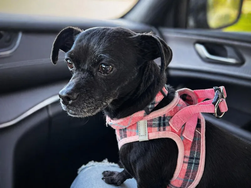 A senior medium-sized female Chihuahua dog named Clayra for adoption