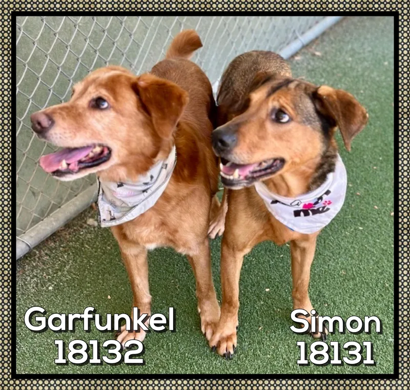 Garfunkel thumbnail 2