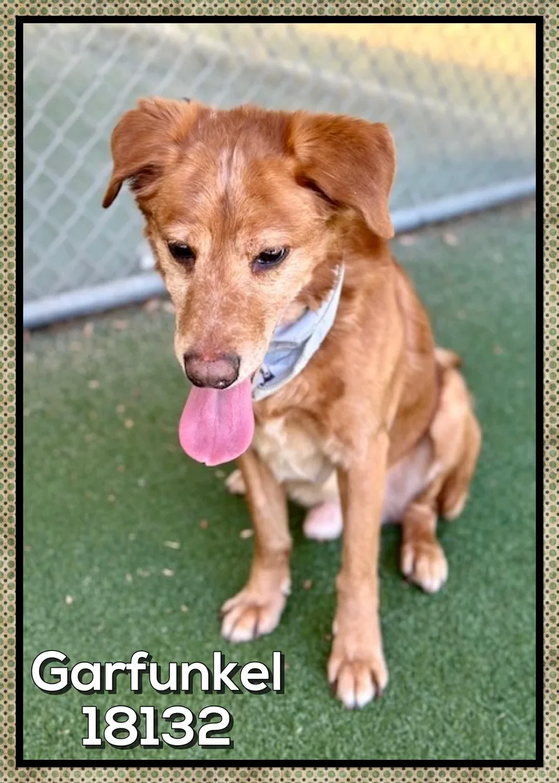 Garfunkel thumbnail 3