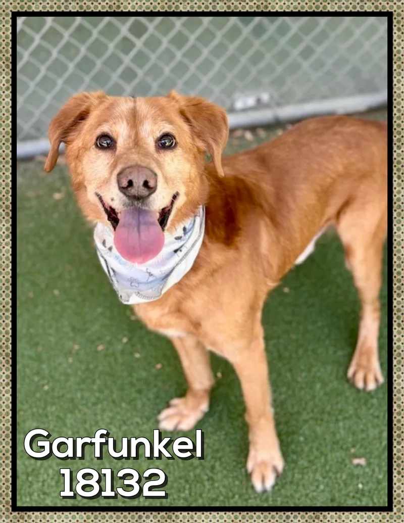 A senior medium-sized male Golden Shepherd dog named Garfunkel for adoption in Marietta, GA