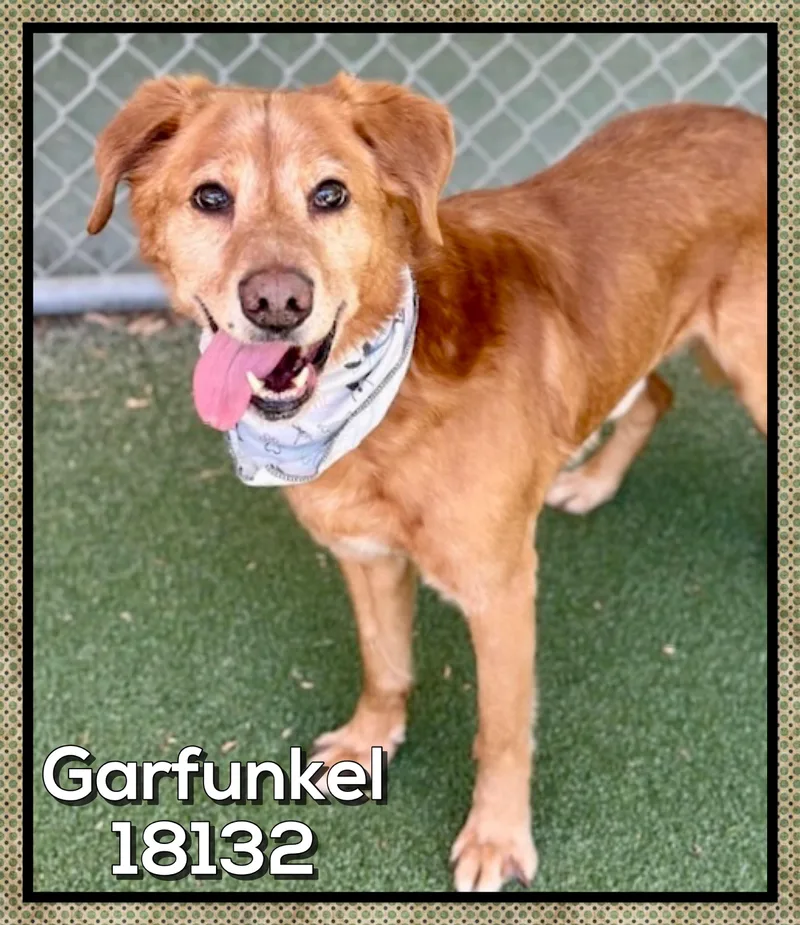 Garfunkel thumbnail 4