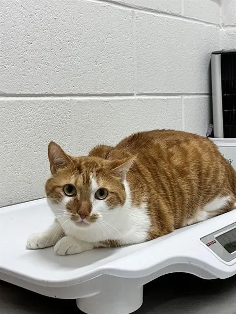 An adult medium-sized male Domestic Short Hair cat named Simba for adoption in Upper Marlboro, MD
