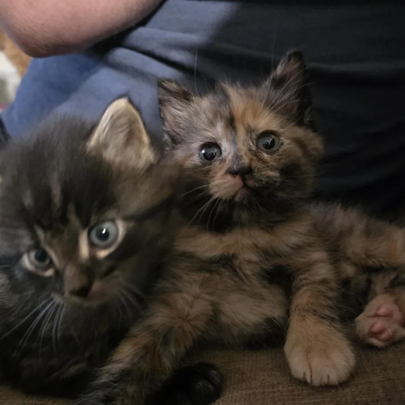 Valentine thumbnail 2