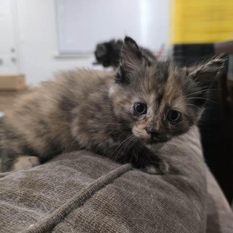 Valentine thumbnail 3