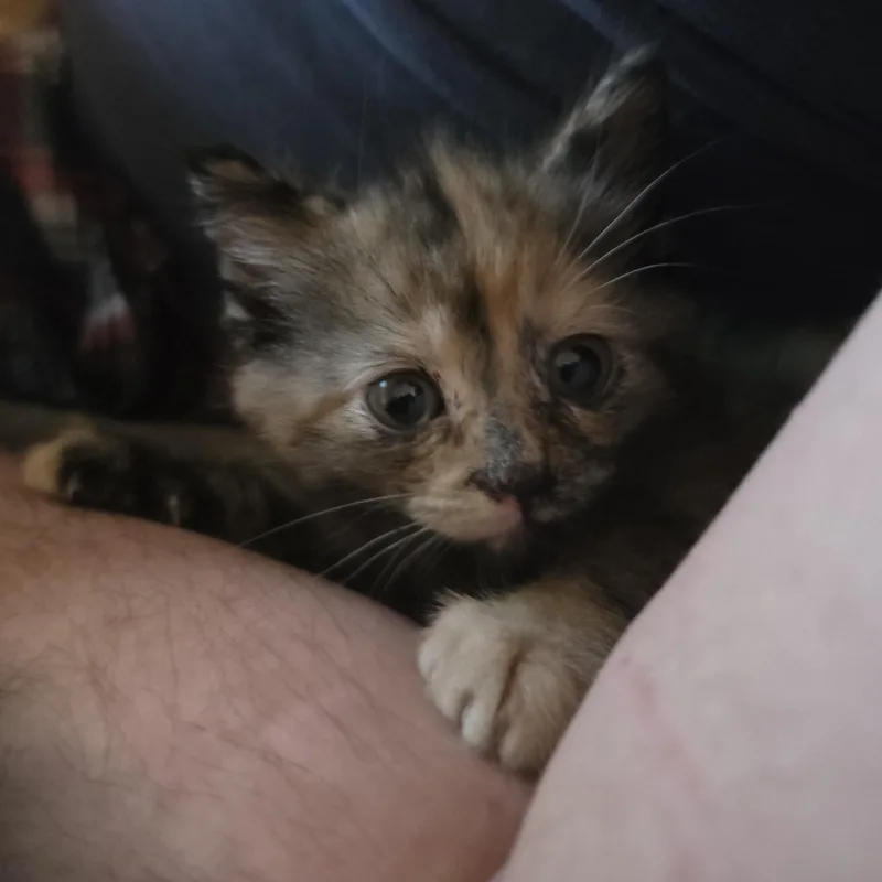 Valentine thumbnail 4