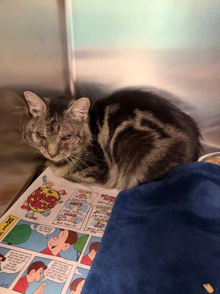 A young medium-sized female Domestic Long Hair cat named Sabrina for adoption in Belton, TX