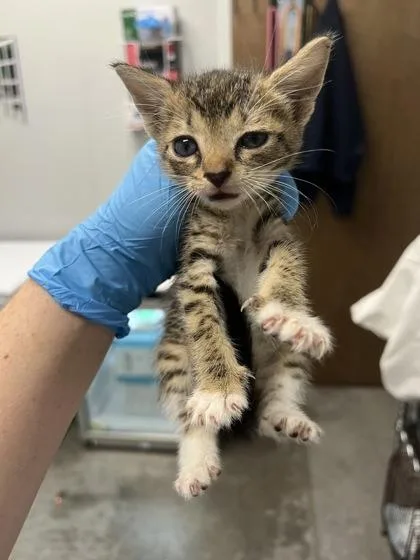 A baby small-sized female Domestic Short Hair cat named B Sapphire for adoption in North Charleston, SC