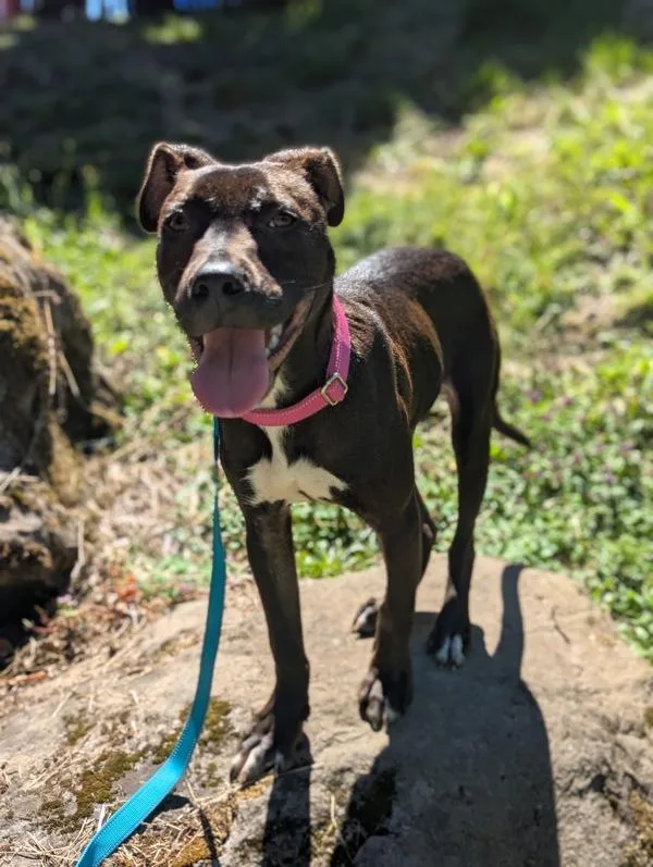 A young large-sized male American Staffordshire Terrier dog named Mr. Petunia for adoption in Troutdale, OR