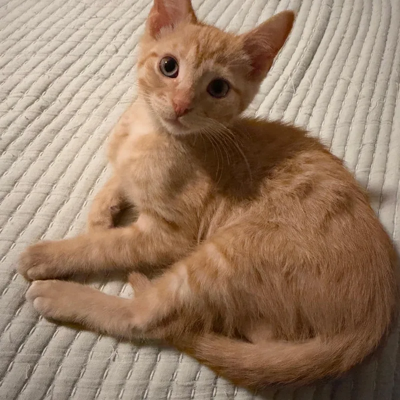 A baby medium-sized male Orange / Red Domestic Short Hair cat named Tang for adoption in Wilmington, OH