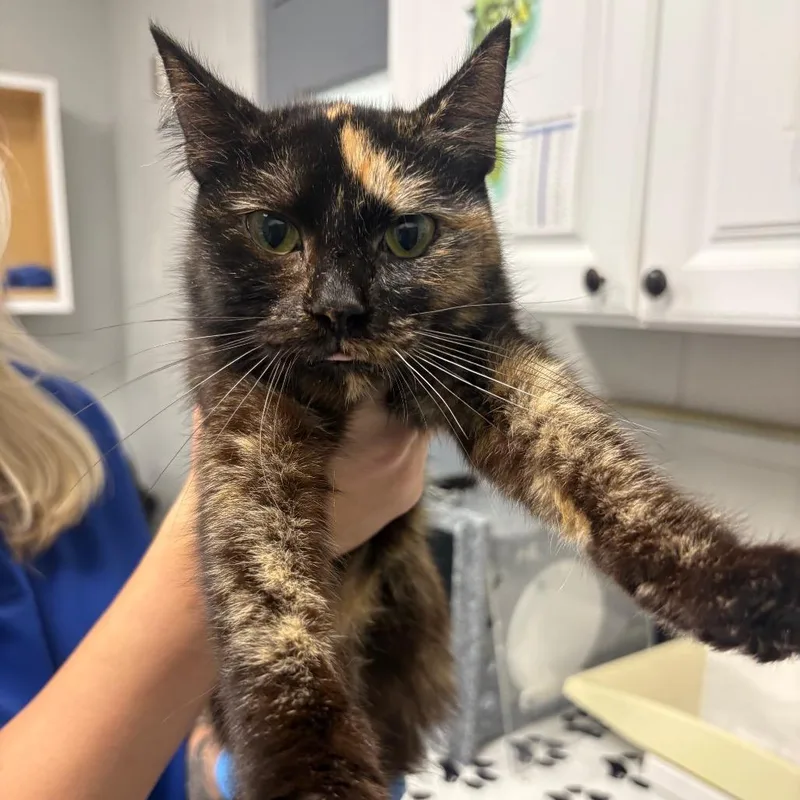 A young small-sized female Brown / Chocolate Domestic Short Hair cat named Pickles for adoption in Greenville, SC