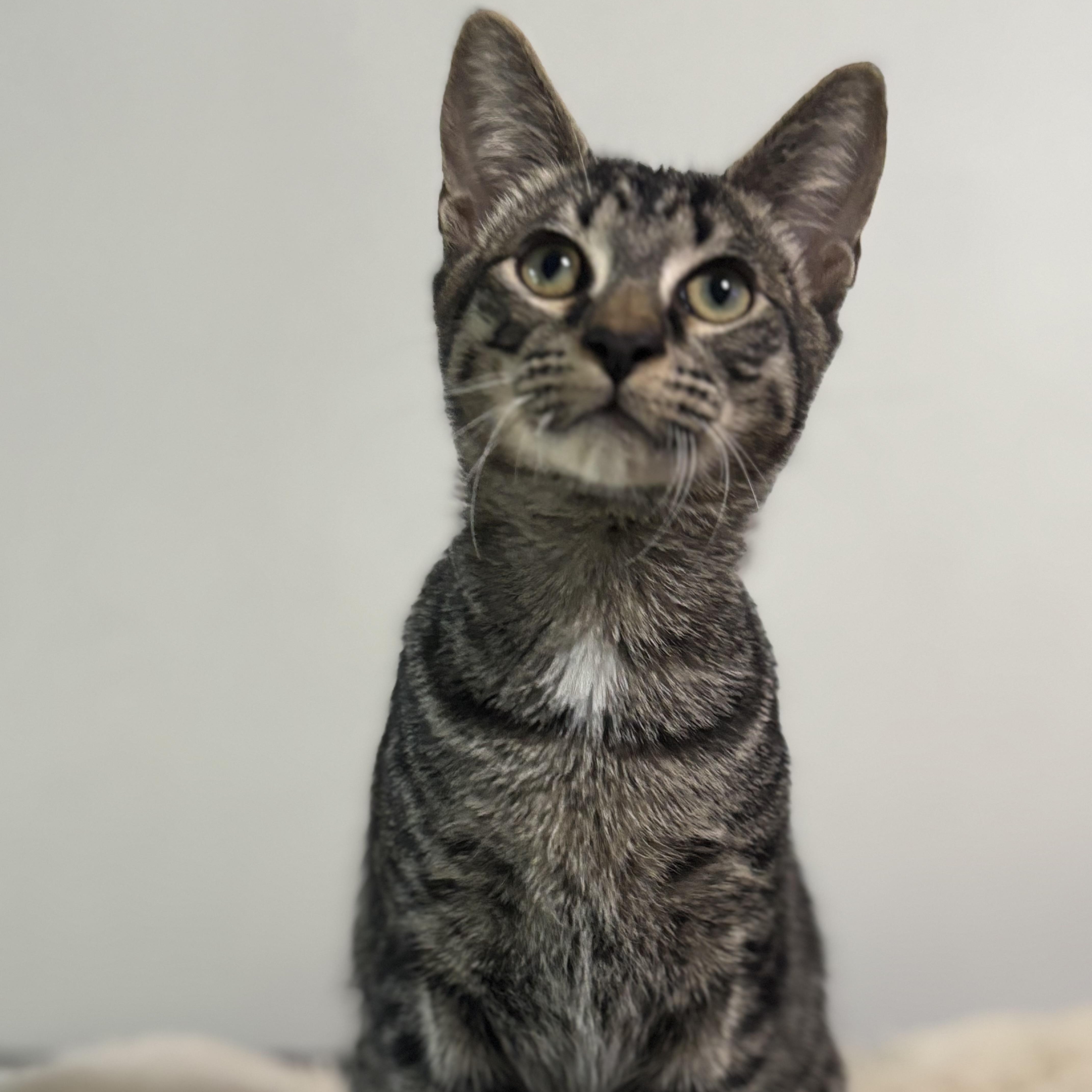 A young medium-sized male Domestic Short Hair cat named Pebble for adoption in Sugar Land, TX