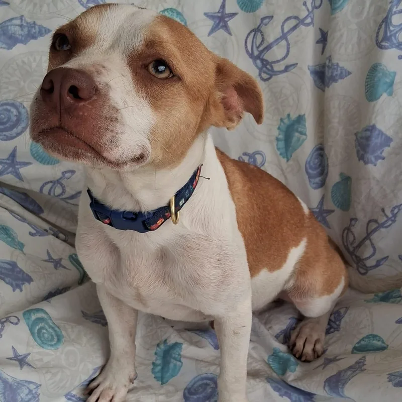 Hutch Bean thumbnail 2