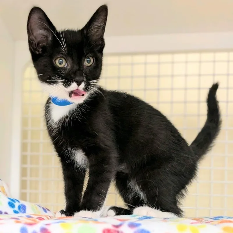 A baby small-sized male Black Domestic Short Hair cat named Poly for adoption in Hamburg, NY
