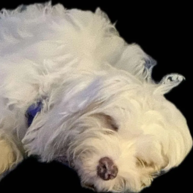Arlo