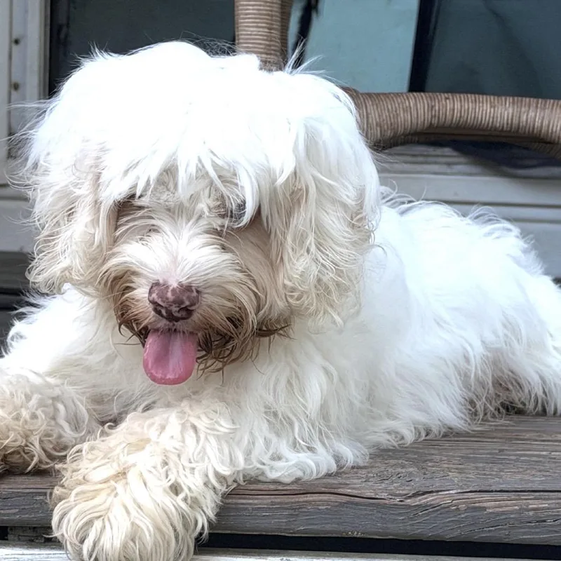 Arlo thumbnail 2