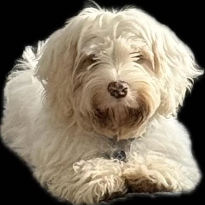 Arlo thumbnail 3