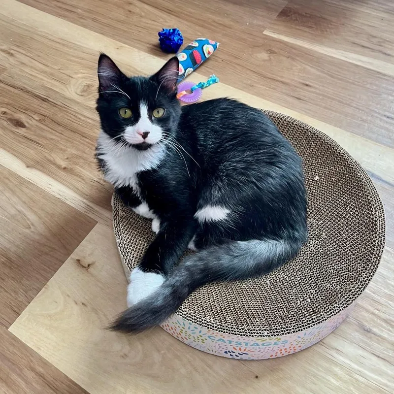 A baby small-sized male Black Domestic Short Hair cat named Dr. Simon Tam for adoption in Overland Park, KS