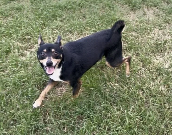 Dan Fielding In Texarkana thumbnail 2