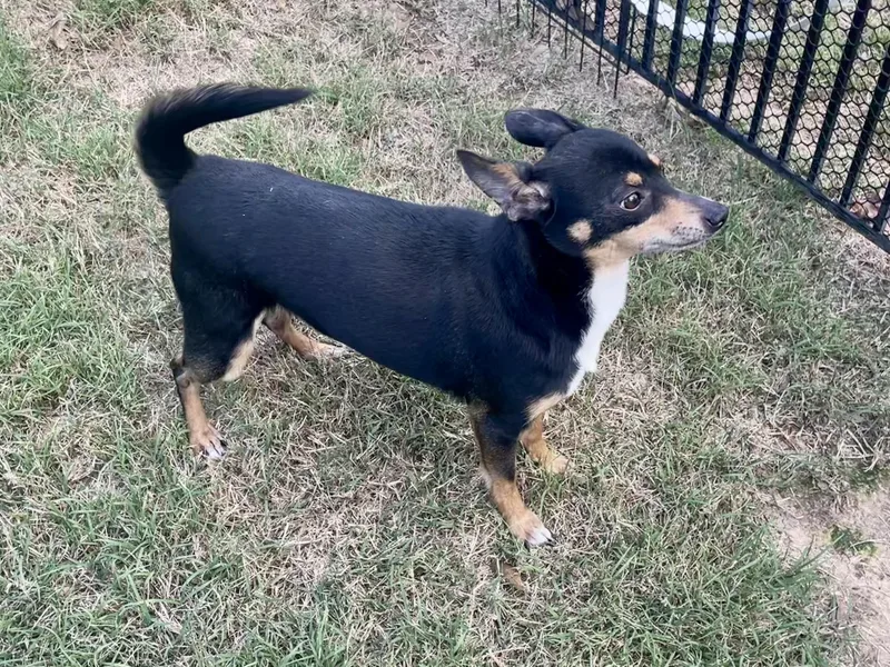 Dan Fielding In Texarkana thumbnail 3