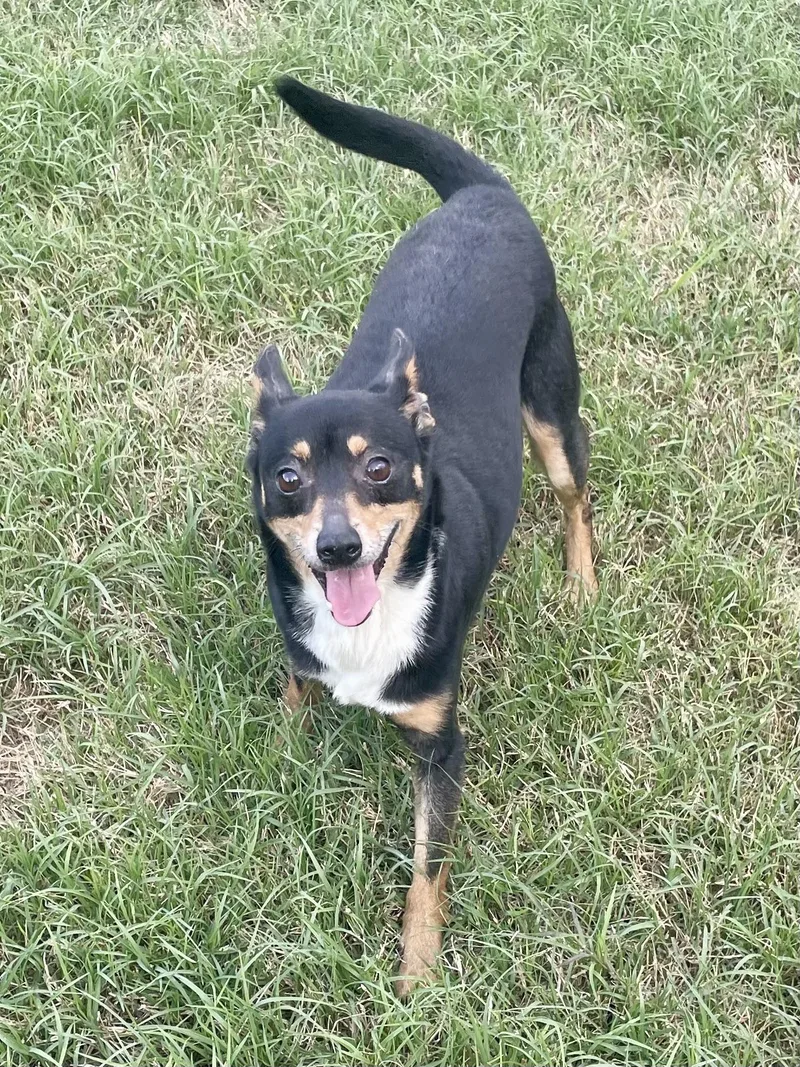 Dan Fielding In Texarkana thumbnail 4