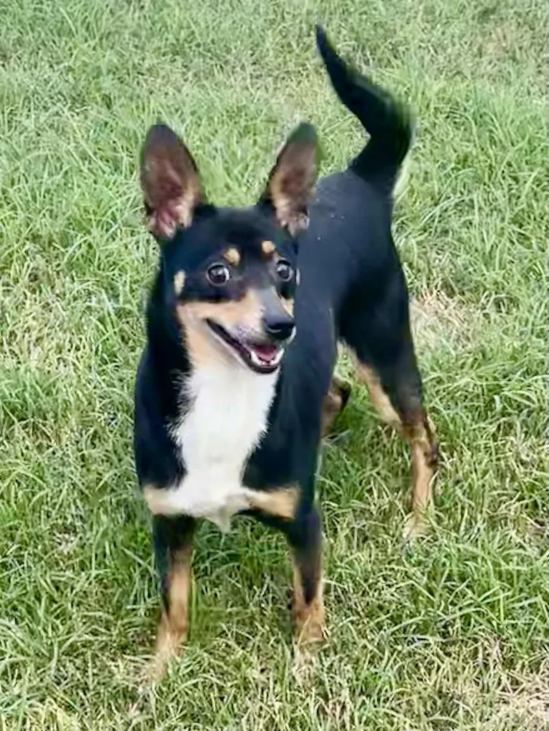 An adult small-sized male Tricolor (Brown, Black, & White) Miniature Pinscher dog named Dan Fielding In Texarkana for adoption in Texarkana, TX