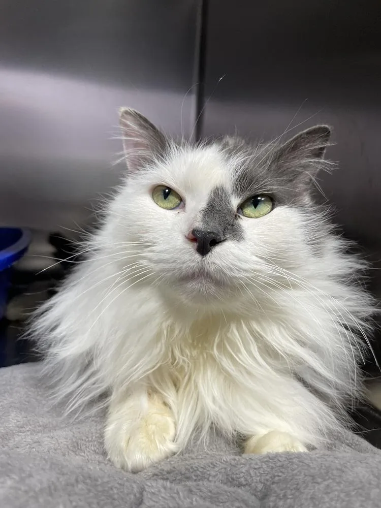 An adult medium-sized male Gray & White Domestic Long Hair cat named Sprig for adoption in Ferndale, MI