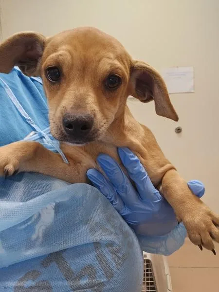 A baby medium-sized female Shepherd dog named Rosa for adoption in Kennewick, WA
