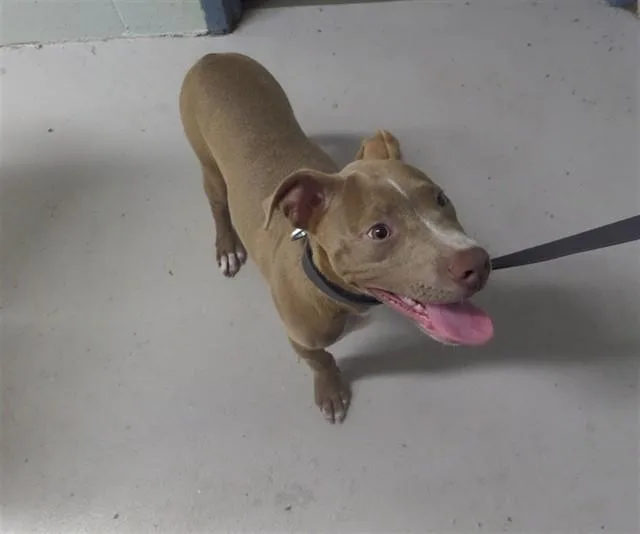 A baby small-sized male Pit Bull Terrier dog named Beckett for adoption in Augusta, GA