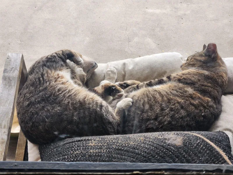 Bert And Ernie thumbnail 2