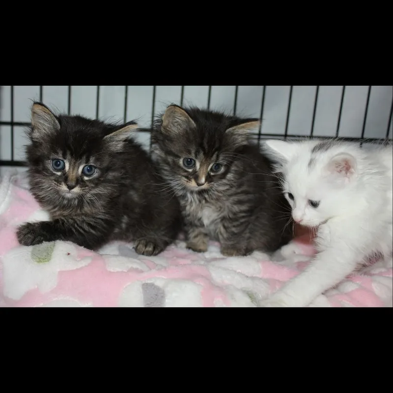 A baby large-sized female Tabby (Brown / Chocolate) Maine Coon cat named Sunflower for adoption in Fresno, CA