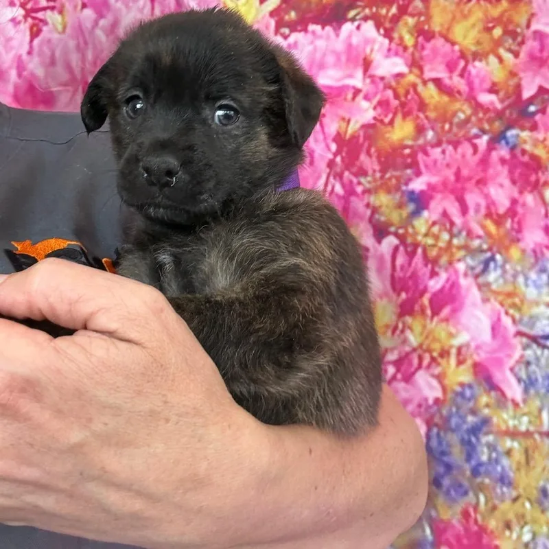 A baby medium-sized male Brindle Labrador Retriever dog named Archie for adoption in Normal, IL