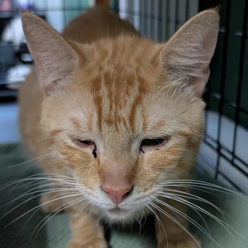 An adult medium-sized male Domestic Short Hair cat named Alpine for adoption in Tacoma, WA