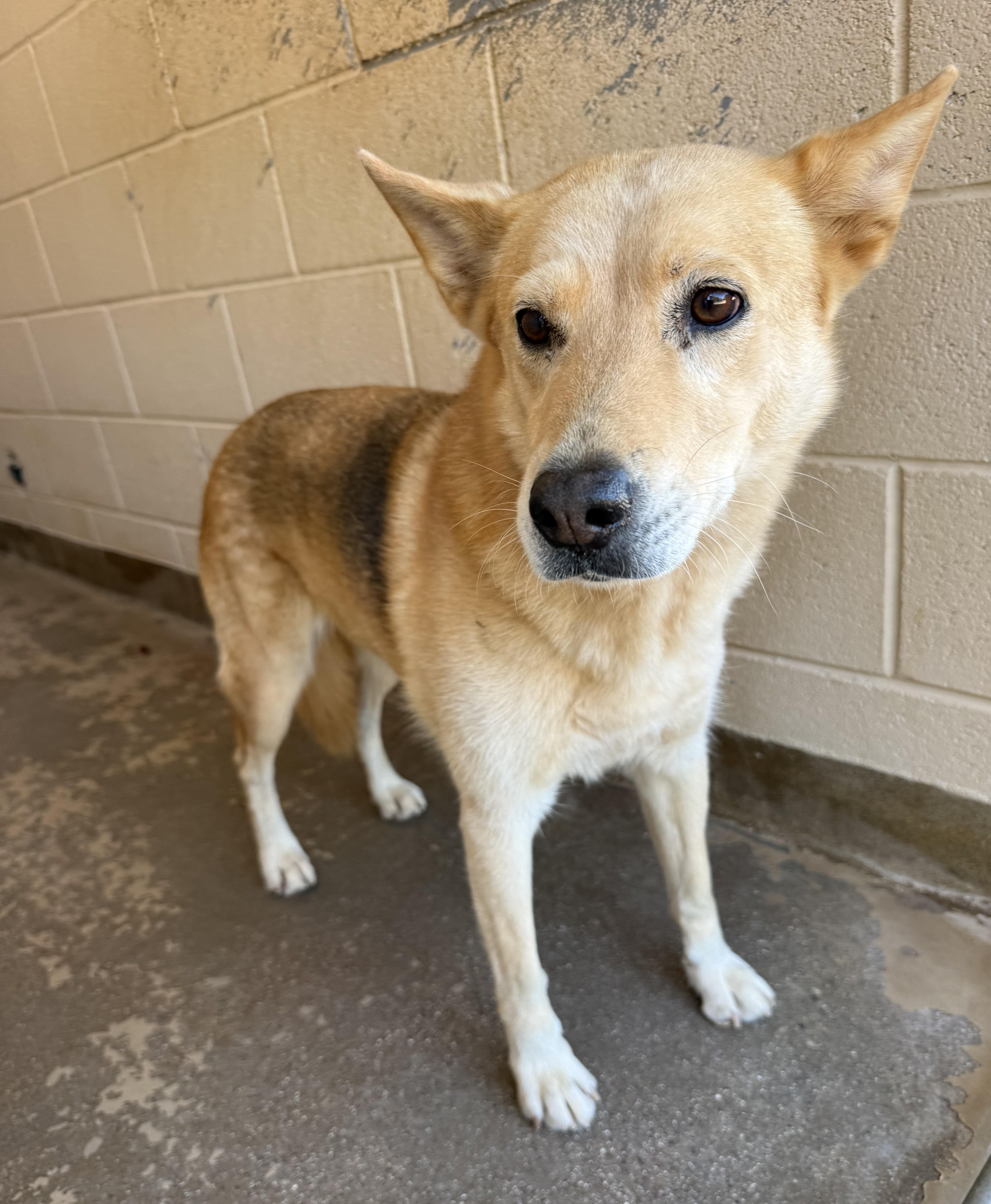 An adult large-sized female Yellow / Tan / Blond / Fawn German Shepherd Dog named Kelsey for adoption in Sierra Vista, AZ