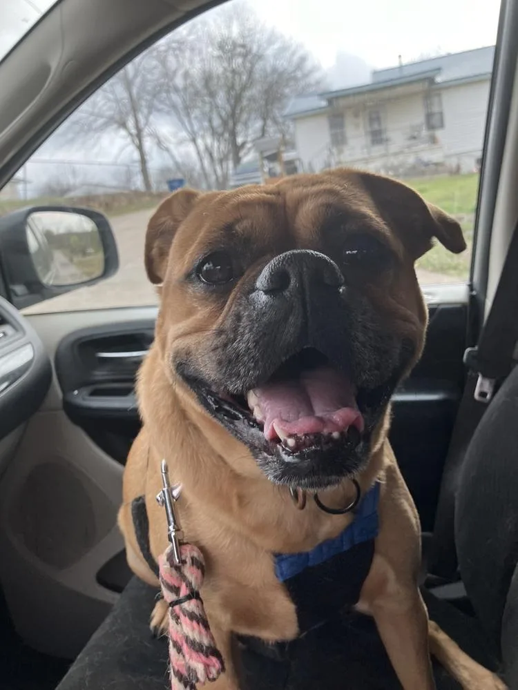 An adult medium-sized male Brown / Chocolate Pug dog named Dougie for adoption in Tulsa, OK