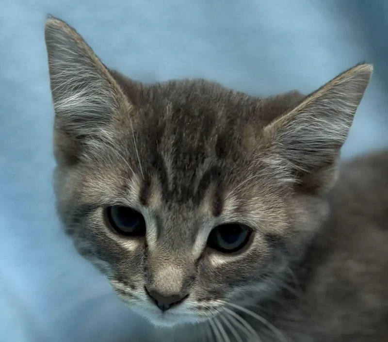 A baby medium-sized male Tabby (Buff / Tan / Fawn) Domestic Short Hair cat named Stash for adoption in Jackson, MI