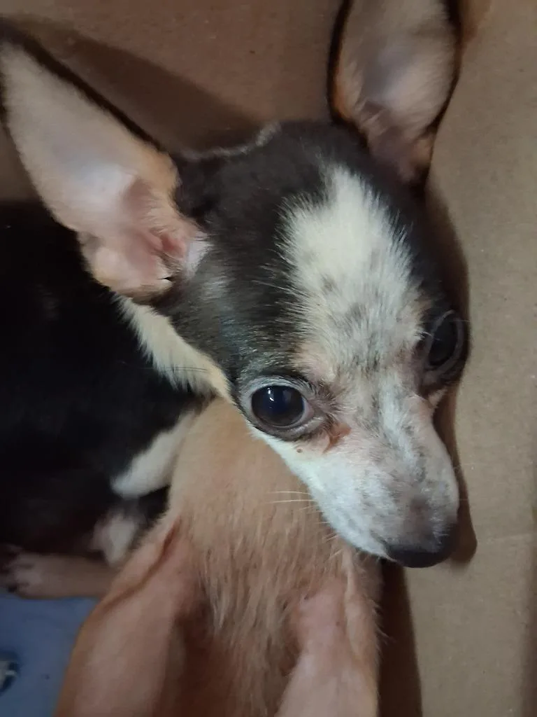 A baby small-sized female Chihuahua dog named Milo for adoption in Brownwood, TX